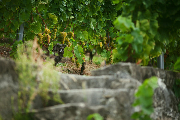 LaVaux Vineyards #2, Switzerland