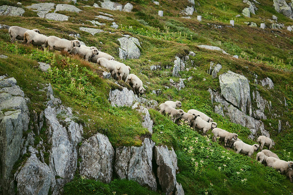 Grimsel Pass Sheep, Switzerland