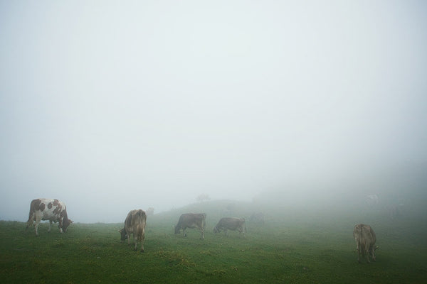 Schynige Platte #1, Switzerland