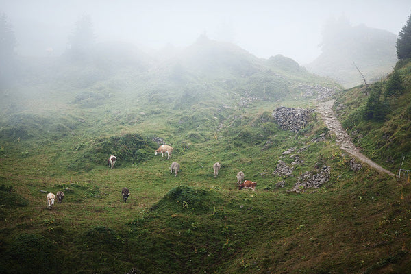 Schynige Platte #2, Switzerland