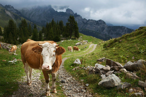 Schynige Platte #3, Switzerland