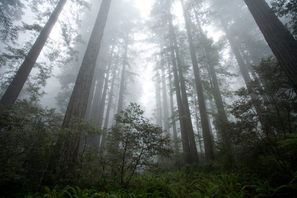 Redwoods NP, California