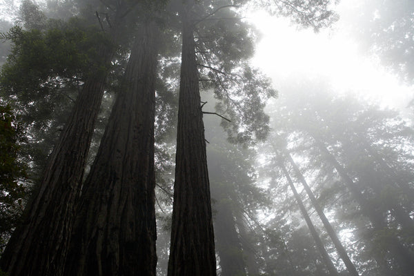 Fog, Redwoods NP, California